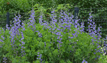 Load image into Gallery viewer, Baptisia australis - False Indigo