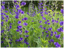 Load image into Gallery viewer, Baptisia australis - False Indigo