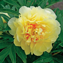 Load image into Gallery viewer, Paeonia 'Bartzella' - Itoh Peony