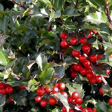 Load image into Gallery viewer, Ilex X mes. 'Blue Princess'