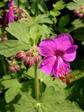 Load image into Gallery viewer, Geranium 'Bevan's Variety'