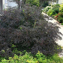 Load image into Gallery viewer, Sambucus nigra 'Black Lace'