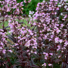 Load image into Gallery viewer, Penstemon digitalis 'Blackbeard'
