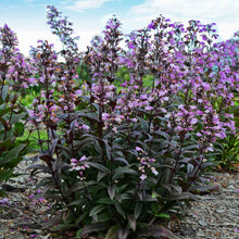 Load image into Gallery viewer, Penstemon digitalis 'Blackbeard'