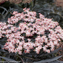 Load image into Gallery viewer, Sambucus nigra 'Black Lace'
