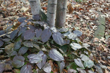 Load image into Gallery viewer, Epimedium 'Black Sea'