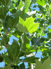 Load image into Gallery viewer, Platanus acerifolia 'Bloodgood' - London Plane Tree