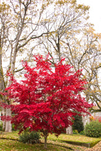Load image into Gallery viewer, Acer palm. 'Bloodgood' - Japanese Maple