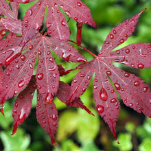 Load image into Gallery viewer, Acer palm. 'Bloodgood' - Japanese Maple