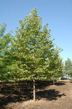 Load image into Gallery viewer, Platanus acerifolia 'Bloodgood' - London Plane Tree