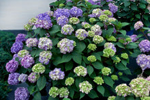 Load image into Gallery viewer, Hydrangea mac. 'Bloomstruck'