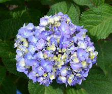 Load image into Gallery viewer, Hydrangea mac. 'Bloomstruck'