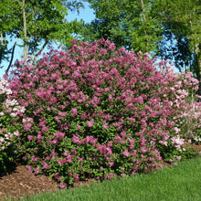 Load image into Gallery viewer, Syringa 'Bloomerang Dark Purple' - Lilac
