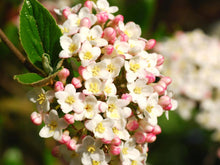 Load image into Gallery viewer, Viburnum x burkwoodii