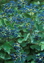 Load image into Gallery viewer, Viburnum dentatum 'Blue Muffin'