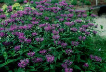 Load image into Gallery viewer, Monarda 'Blue Stocking'