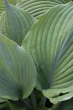 Load image into Gallery viewer, Hosta 'Blue Angel'