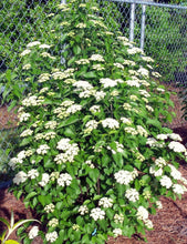Load image into Gallery viewer, Viburnum dentatum 'Blue Muffin'