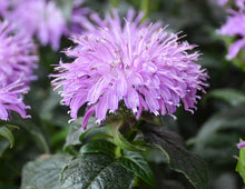 Load image into Gallery viewer, Monarda 'Blue Moon' - Beebalm