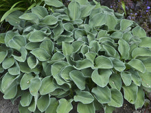 Load image into Gallery viewer, Hosta 'Blue Mouse Ears'