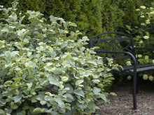 Load image into Gallery viewer, Fothergilla major