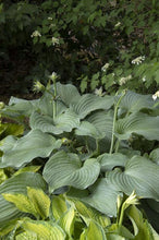 Load image into Gallery viewer, Hosta 'Blue Angel'
