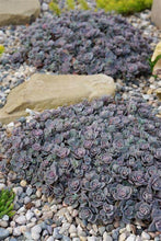 Load image into Gallery viewer, Sedum 'Blue Elf'