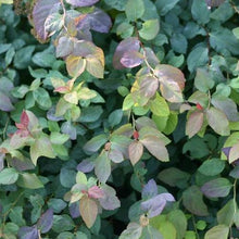 Load image into Gallery viewer, Spiraea 'Double Play Blue Kazoo'