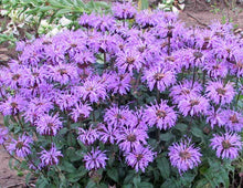 Load image into Gallery viewer, Monarda 'Blue Moon' - Beebalm