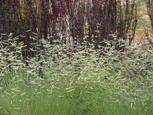 Load image into Gallery viewer, Bouteloua 'Blonde Ambition' - Blue Grama Grass