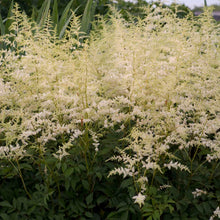 Load image into Gallery viewer, Astilbe 'Bridal Veil'