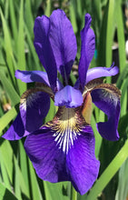 Load image into Gallery viewer, Iris siberica 'Caesars Brother'
