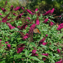 Load image into Gallery viewer, Buddleia 'Miss Molly' - Butterfly Bush