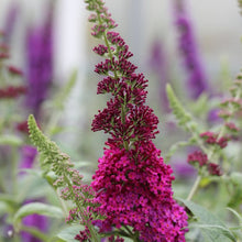 Load image into Gallery viewer, Buddleia 'Miss Molly' - Butterfly Bush