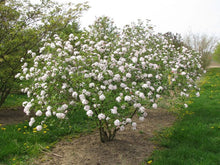 Load image into Gallery viewer, Viburnum x burkwoodii