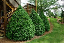 Load image into Gallery viewer, Buxus semp. 'Green Mountain'