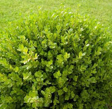 Load image into Gallery viewer, Buxus semp. 'Green Velvet' - Boxwood
