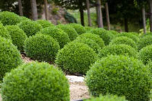 Load image into Gallery viewer, Buxus semp. 'Green Velvet' - Boxwood