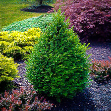Load image into Gallery viewer, Buxus semp. &#39;Green Mountain&#39;
