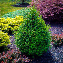 Load image into Gallery viewer, Buxus semp. 'Green Mountain'