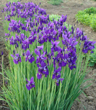 Load image into Gallery viewer, Iris siberica 'Caesars Brother'