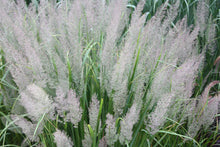 Load image into Gallery viewer, Calamagrostis brachytricha