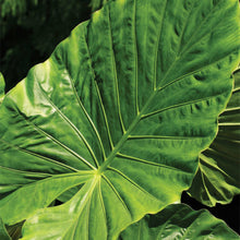 Load image into Gallery viewer, Alocasia calidora 'Persian Palm'