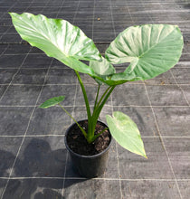 Load image into Gallery viewer, Alocasia calidora 'Persian Palm'