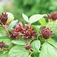 Load image into Gallery viewer, Calycanthus fl. 'Simply Scentsational'
