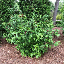 Load image into Gallery viewer, Calycanthus fl. 'Simply Scentsational'