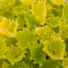 Load image into Gallery viewer, Campanula 'Dickson's Gold'