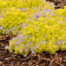 Load image into Gallery viewer, Campanula 'Dickson's Gold'