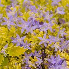 Load image into Gallery viewer, Campanula 'Dickson's Gold'