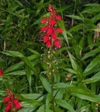 Load image into Gallery viewer, Lobelia cardinalis